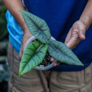 Alocasia Bhisma