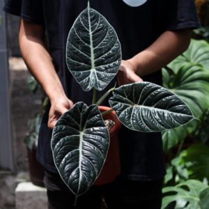 Alocasia Black Velvet