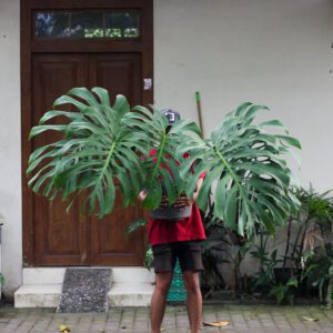 Monstera Brazilian Form