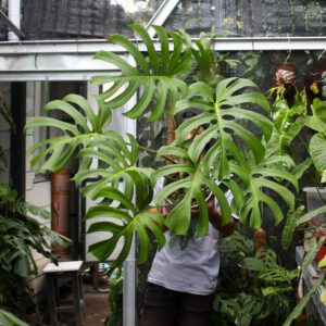 Monstera Brazilian Form