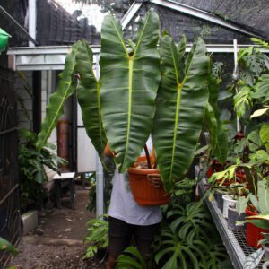 Philodendron Bilitiae