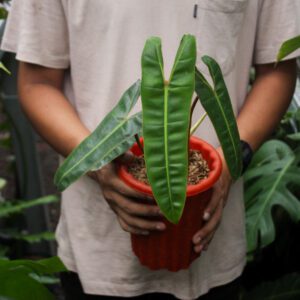 Philodendron Bilitiae