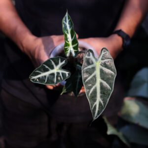 Alocasia Bambino