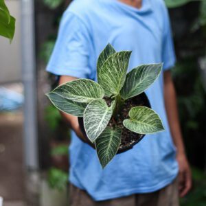 Philodendron Birkin