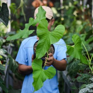 Anthurium Balaoanum