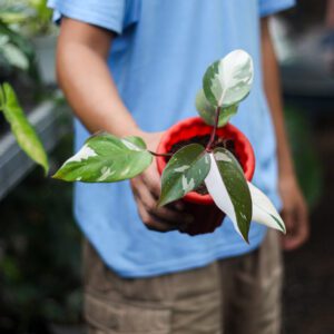 Philodendron Anderson