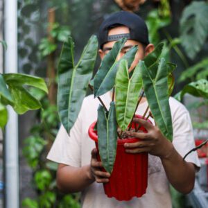 Philodendron Bilitiae