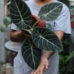 Alocasia Black Velvet