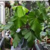 Anthurium Balaoanum