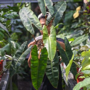 Philodendron Bilitiae