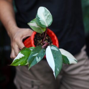 Philodendron Anderson
