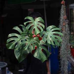 Monstera Brazilian Form