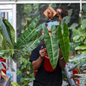 Philodendron Bilitiae