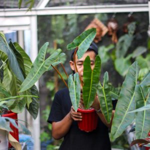 Philodendron Bilitiae