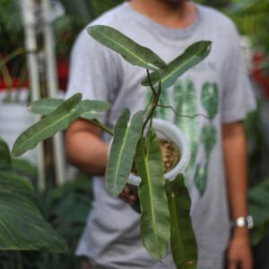 Philodendron Attabapoense