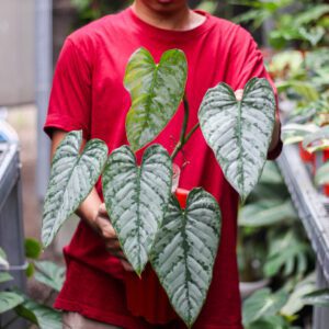 Philodendron Brandtianum