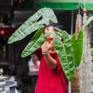 Philodendron Bilitiae