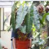 Philodendron Bilitiae
