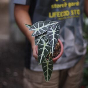 Alocasia Bambino