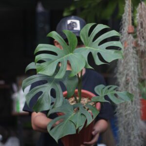 Monstera Brazilian Form