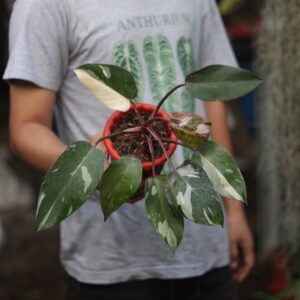 Philodendron Anderson