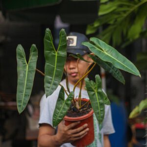 Philodendron Bilitiae