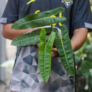 Philodendron Bilitiae