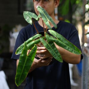 Philodendron Bilitiae