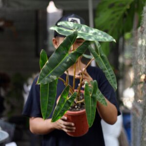 Philodendron Bilitiae