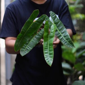 Philodendron Bilitiae