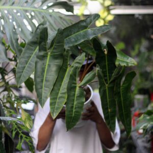 Philodendron Bilitiae