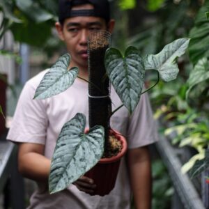 Philodendron Brandtianum