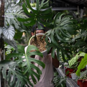 Monstera Brazilian Form