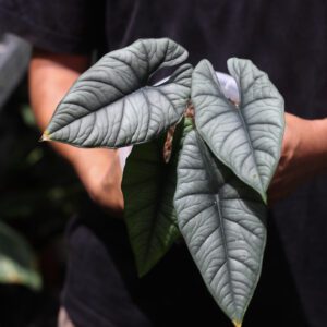 Alocasia Bhisma