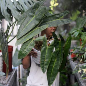 Philodendron Bilitiae