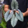Alocasia Bhisma