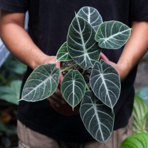 Alocasia Black Velvet