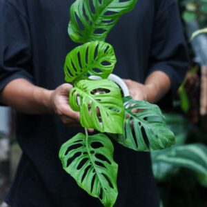 Monstera Blanchetii