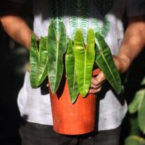 Philodendron Bilitiae