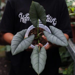 Alocasia Bhisma