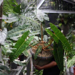 Philodendron Bilitiae
