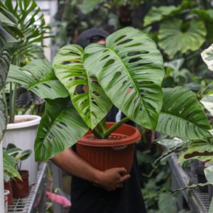 Monstera Acuminata