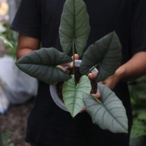 Alocasia Bhisma