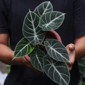 Alocasia Black Velvet