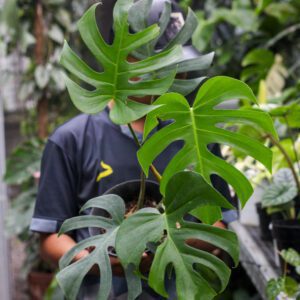 Monstera Brazilian Form