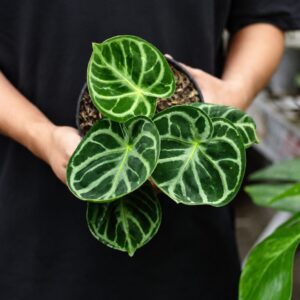 Anthurium Dorayaki