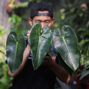 Philodendron Corcovanda