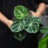 Anthurium Dorayaki