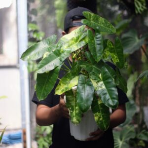 Philodendron Brule Marx Variegata