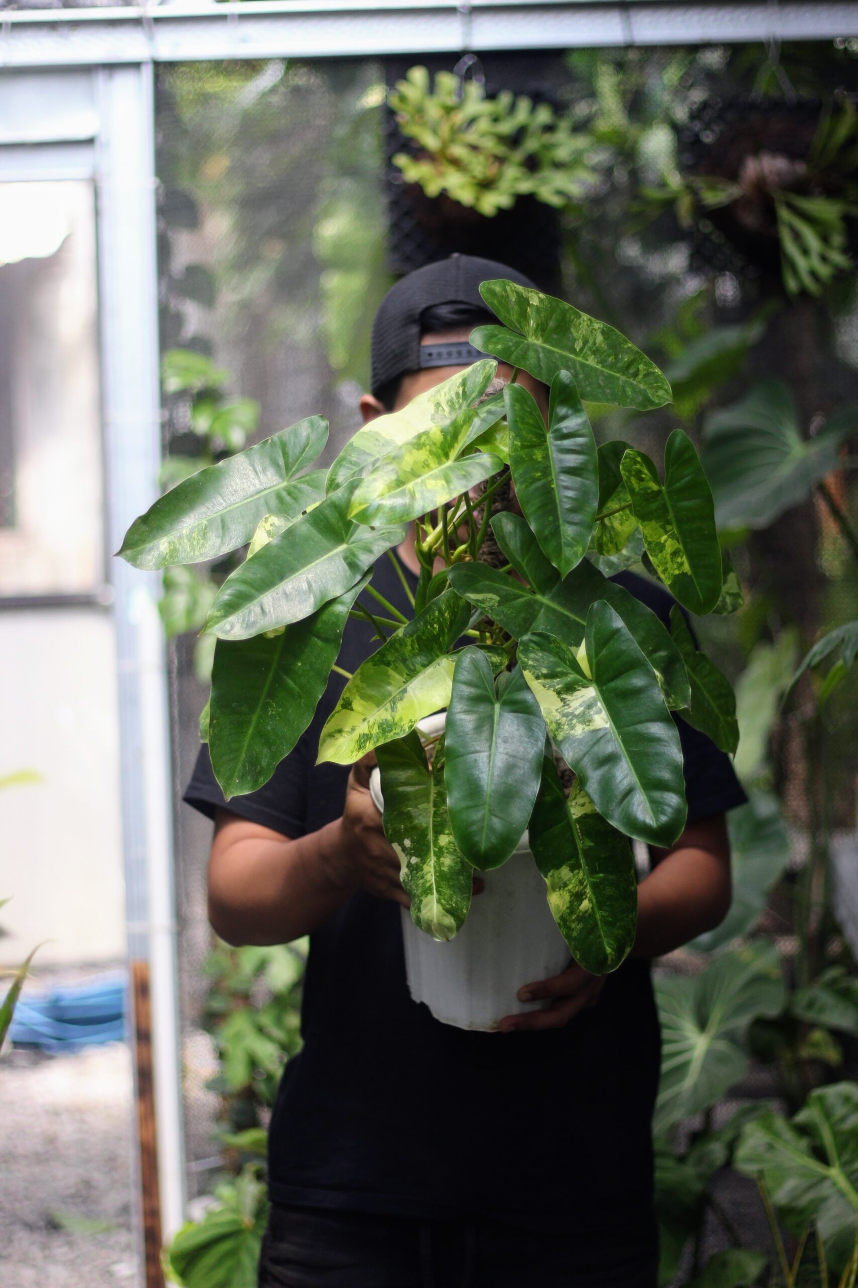Philodendron Brule Marx Variegata